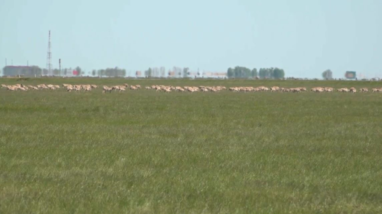 Регулирование численности сайгаков в ЗКО начнётся с 1 июля