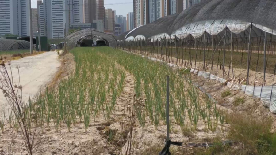 Оңтүстік Кореяда аптаптан қуаңшылық белең алды