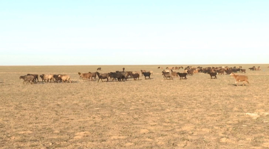 Ұлытау облысында «Отбасылық ферма» құрылады