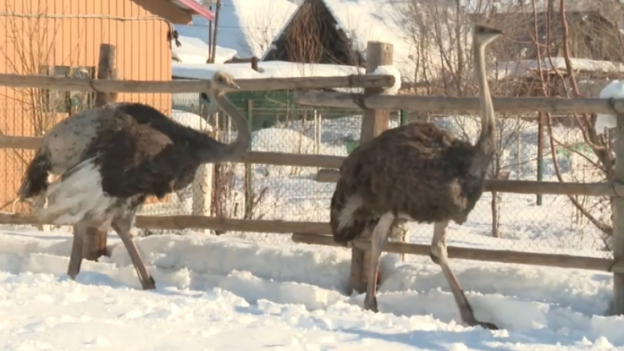 Африканских страусов выращивает фермер в области Абай