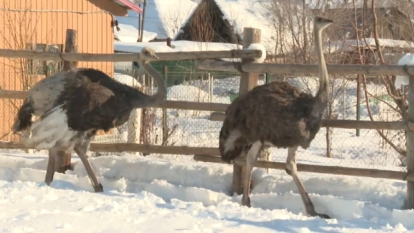 Африканских страусов выращивает фермер в области Абай