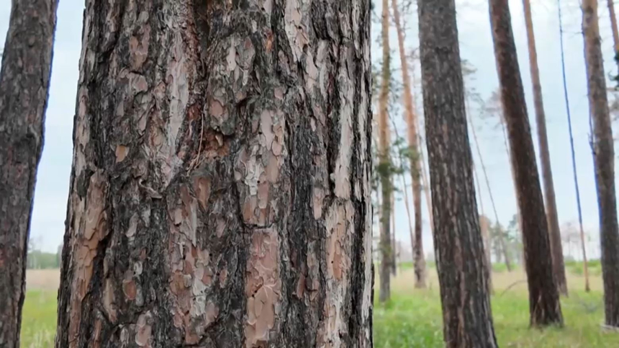 Қостанай облысында өрттен күйген орман ағаштарын кесу ісі тоқтап тұр