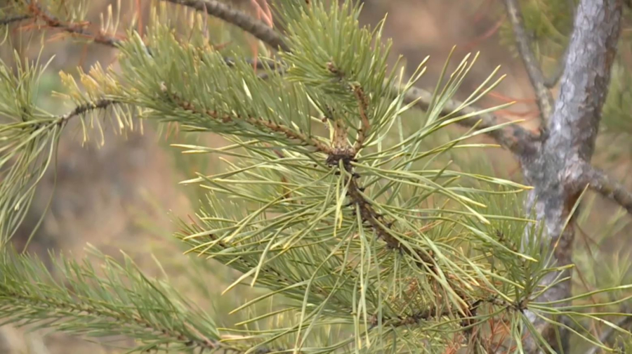 Қарағанды облысында қылқан жапырақты ағаштарды қорғау күшейтіледі