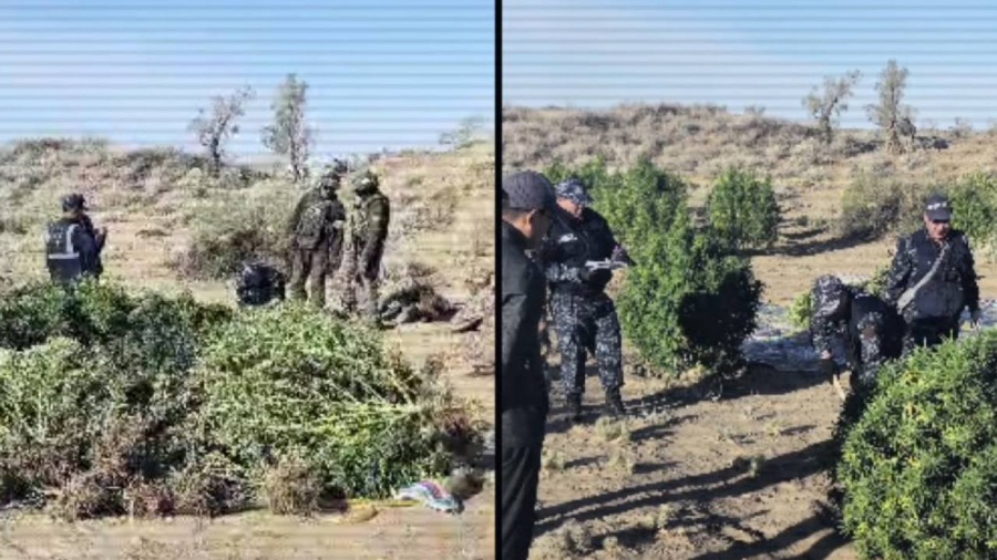 Жамбыл облысында заманауи суару жүйесімен жабдықталған есірткі плантациясы анықталды