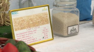 Заготовка семян: сорты риса увеличат в Кызылординской области