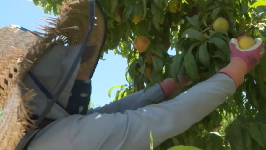 Десятки ферм в США теряют урожай из-за рейдов