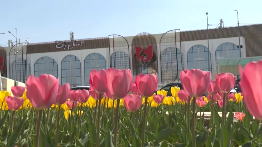 Шымкентте қызғалдақтар гүлдеді