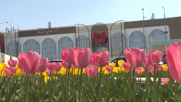 Шымкентте қызғалдақтар гүлдеді