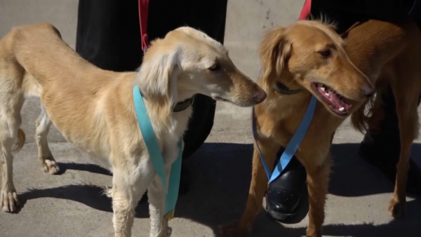 Выставку казахской борзой породы тазы организовали в Шымкенте