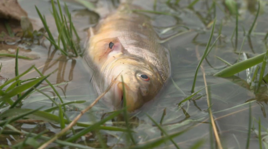 Шымкенттегі Бадам өзенінде балық қырылды