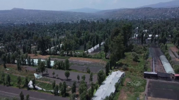 Мексикада ежелден келе жатқан тоған тартылып барады