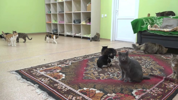 Абай облысында еріктілер ұйымы көбейді