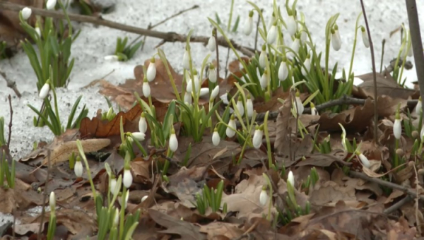 В Ботаническом саду Алматы зацвели первые галантусы