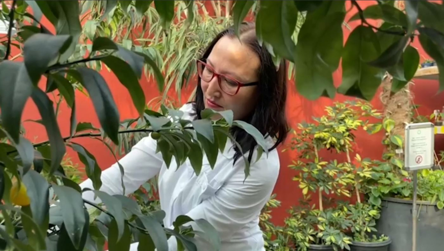 Аруларға ботаникалық баққа саяхат сыйлаңыз 