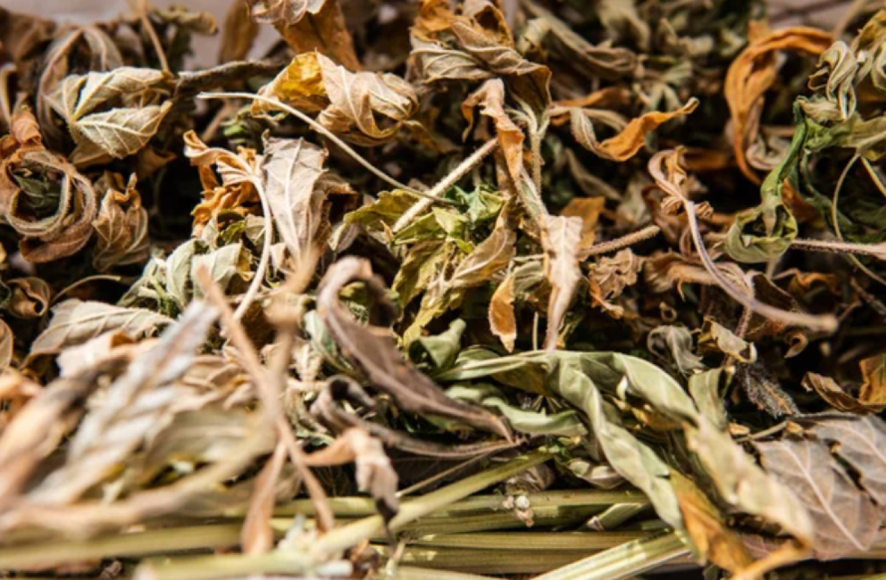 200 кг наркотиков: отца и сына осудили в Жамбылской области