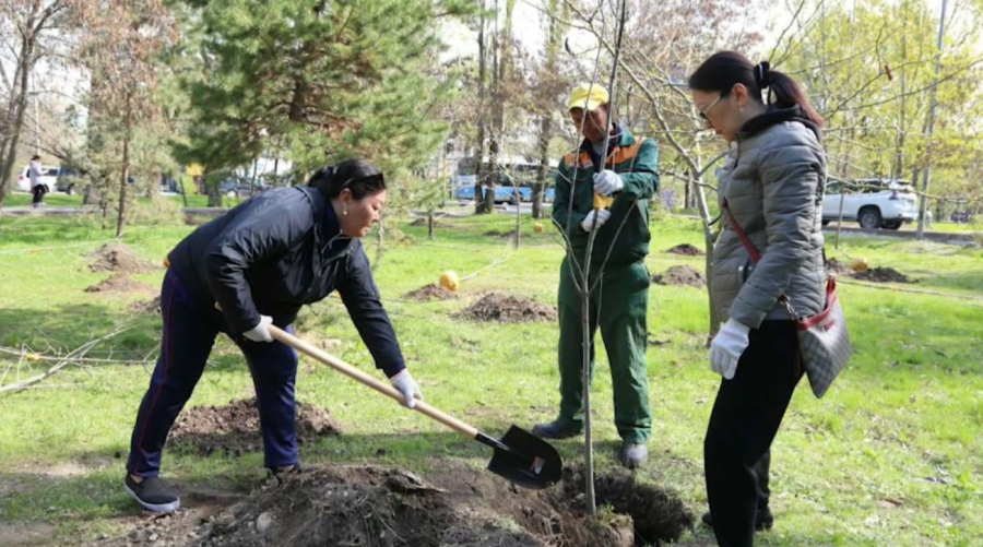 «Таза Қазақстан»: биыл Алматыда 550 мың жасыл желек егіледі
