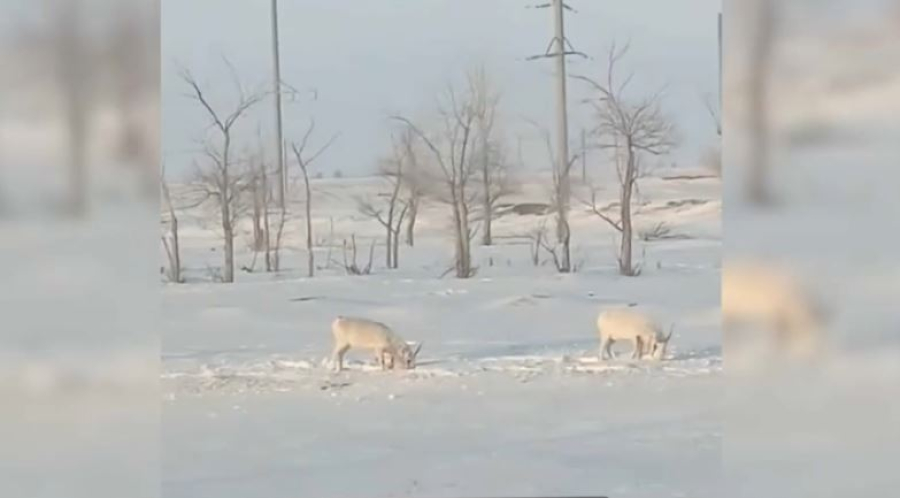 Ақбөкендер Жезқазған көшелерінде еркін жүр