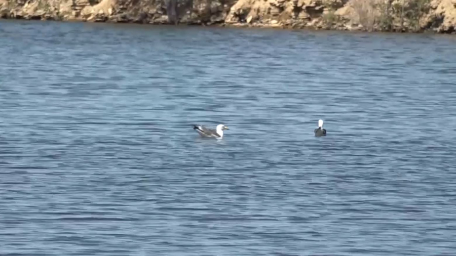 Кеңгір су қоймасының жағалауы тазартылды