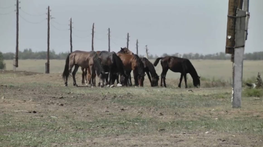 К агропереписи готовятся в Павлодарской области
