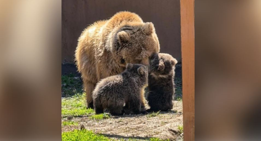 В Алматинском зоопарке родились краснокнижные медвежата