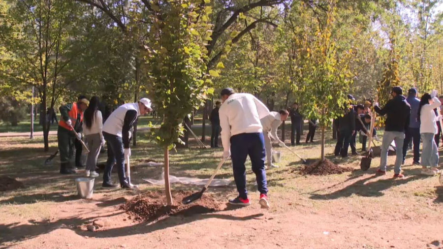 Четыре тысячи саженцев высадили в Алматы