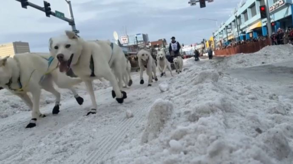 Знаменитые гонки на собачьих упряжках стартовали на Аляске