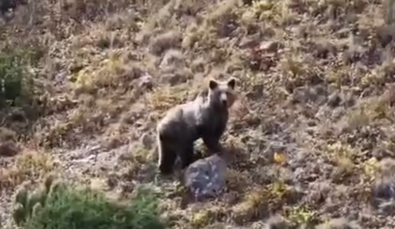 Көлсай ұлттық паркінде қоңыр аю бейнежазбаға түсіп қалды