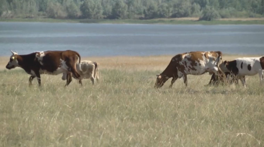 Ұлттық ауыл шаруашылығы санағына дайындық басталды