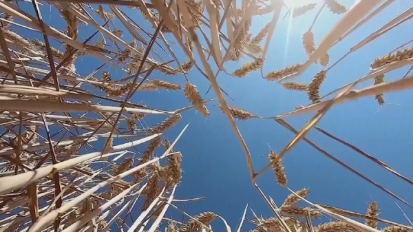 Қазақстан мен Ресей әлемдік азық-түлік қауіпсіздігінде негізгі роль атқарады