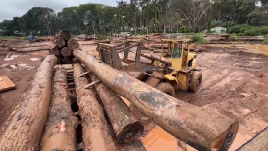 Леса Амазонии вырубают ради подготовки к климатическому саммиту ООН