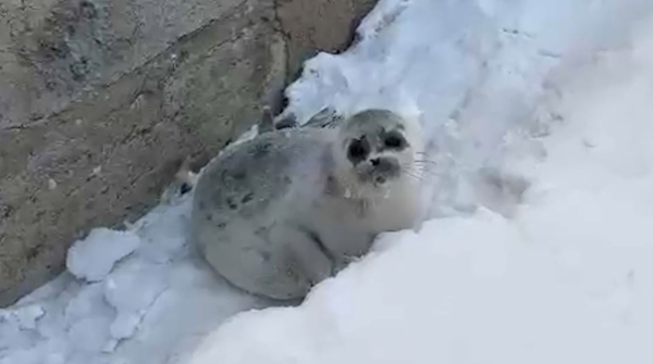 На нефтяных месторождениях обнаружили тюленей