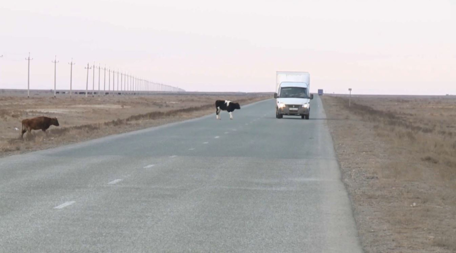 Атырау облысында бағусыз мал бақылауға алынды