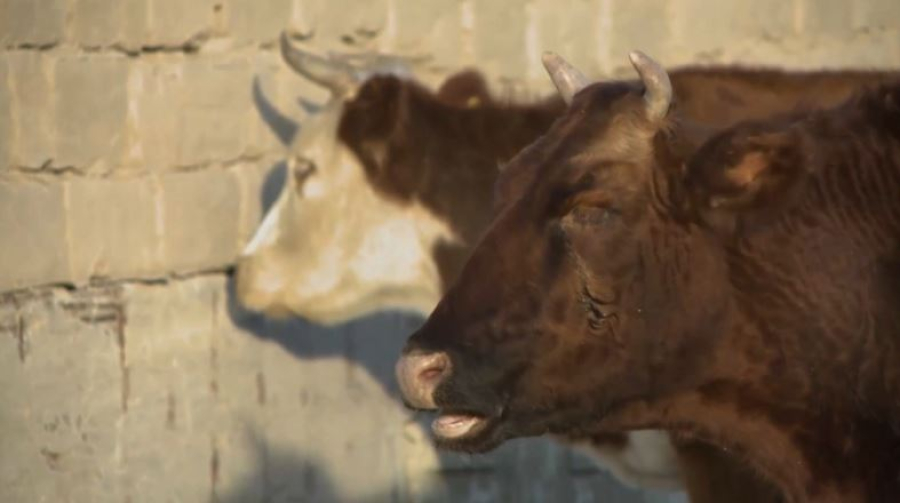Заболевшего сибирской язвой выявили в Шымкенте