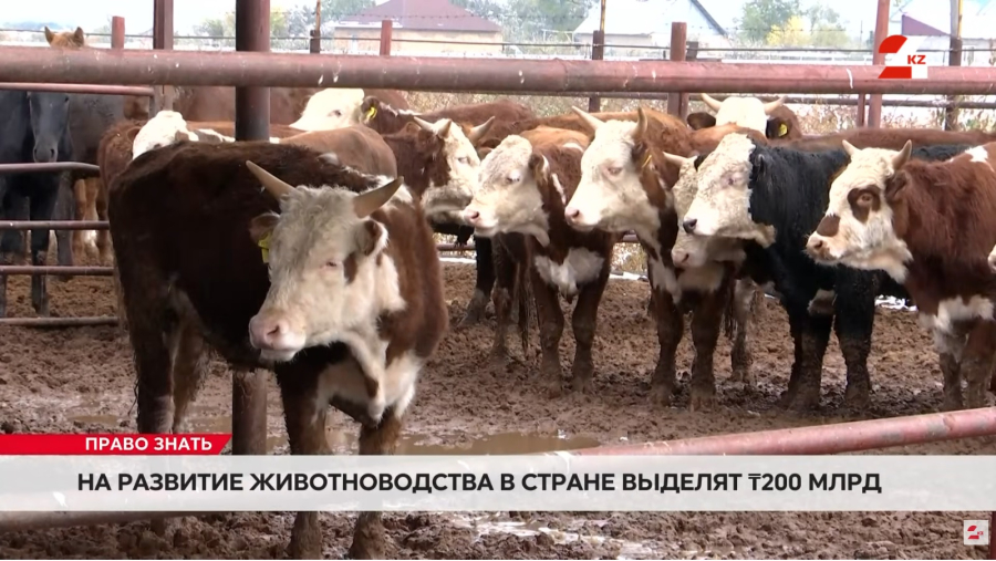 Льготные кредиты и новые меры поддержки для животноводов Казахстана