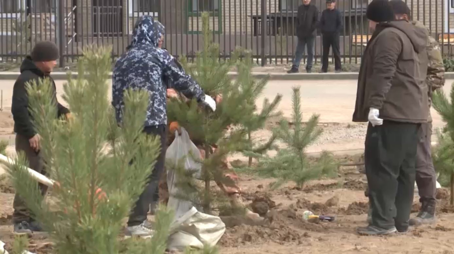 500 хвойных саженцев высадили в Аркалыке