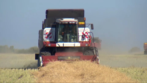 До 3,5 млн тонн пшеницы может закупать Китай у Казахстана