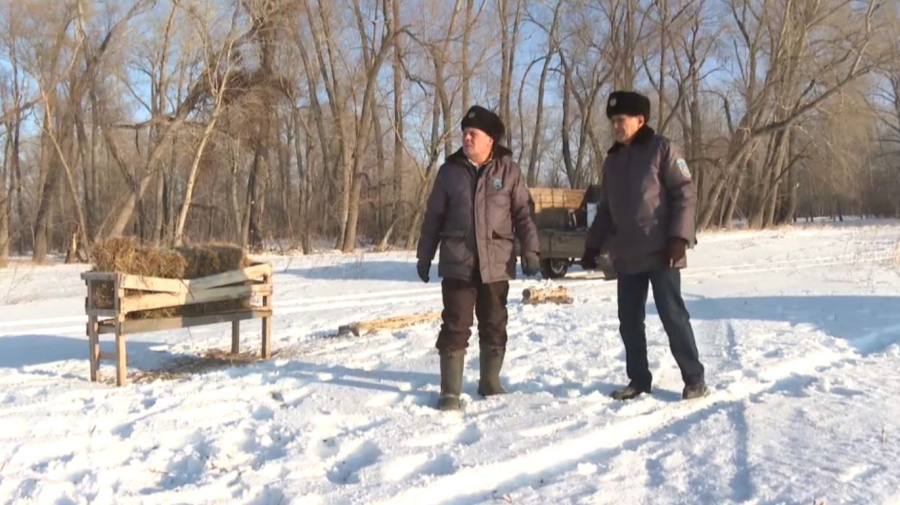 Павлодар облысында орманшылар аң-құсты қолдан азықтандырып жүр
