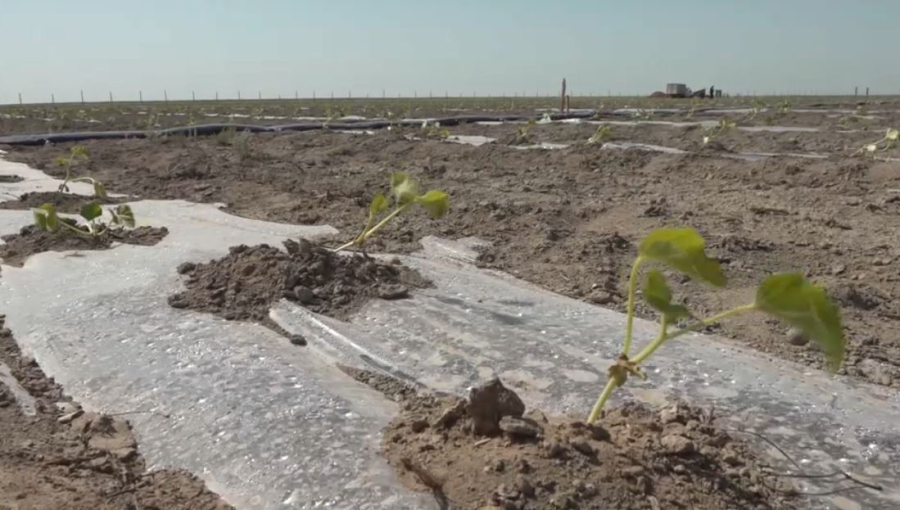 Атыраудағы егістік алқаптарында су үнемдеу технологиясы енгізілді