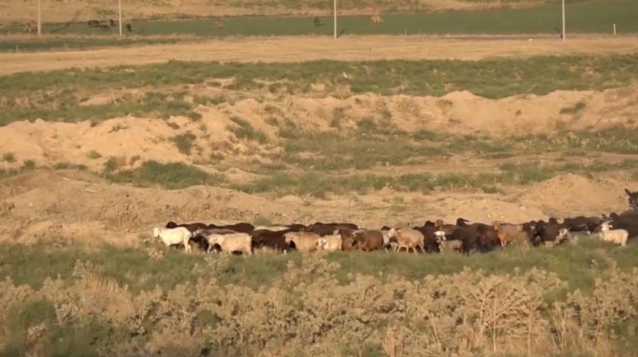 Животноводам нескольких сёл Туркестанской области не хватает пастбищ