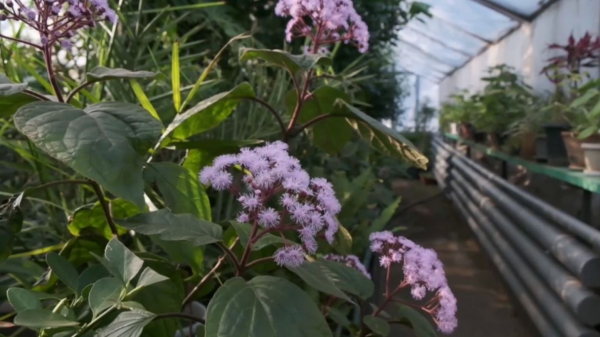 Павлодарда евпаториум гүлдеді