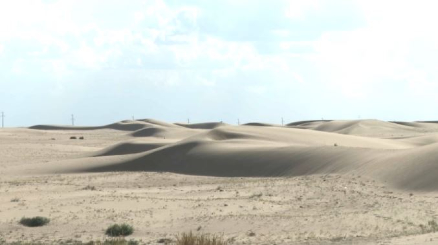 Песчаные заносы: сёла защитят с помощью зелёных насаждений