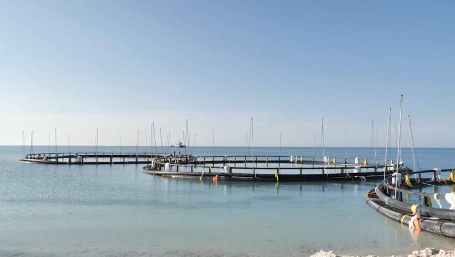 Маңғыстауда аквашаруашылық іске қосылды