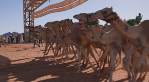 Кубок по скачкам на верблюдах проходит в Саудовской Аравии