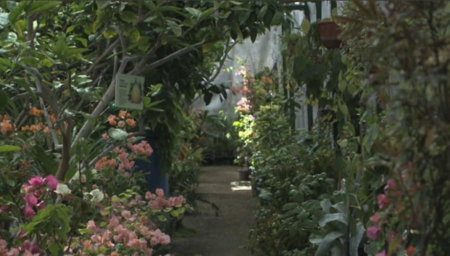 Дерево Чингисхана в подземной теплице вырастила жительница ВКО