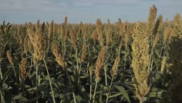 Западноказахстанские аграрии осваивают новые кормовые культуры