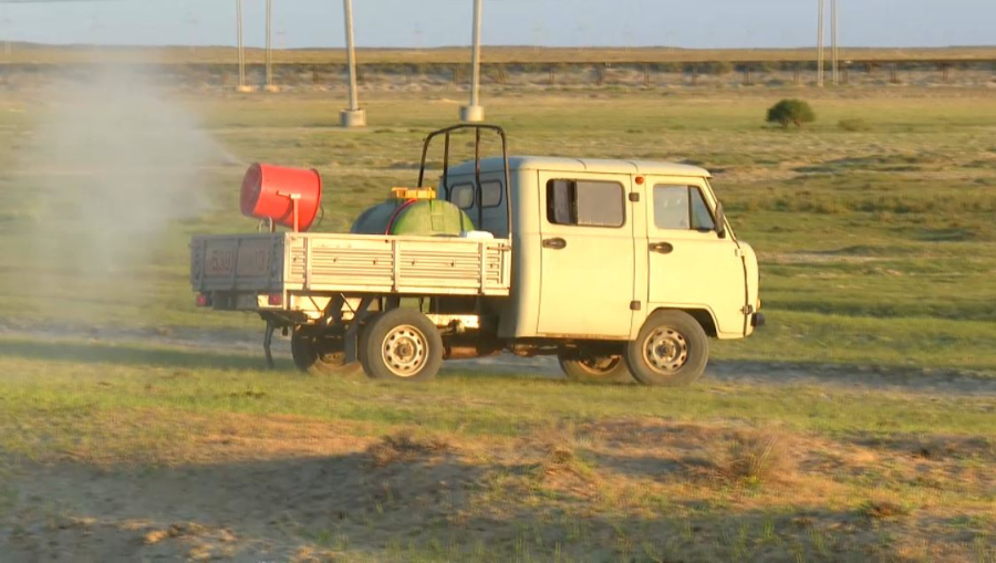Қызылорда облысында шегірткемен күрес күшейді