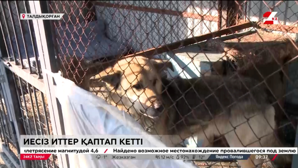 Ит мінез көрсетті