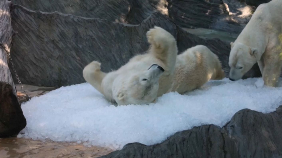 Белые медведи спасаются от жары с помощью льда в Праге