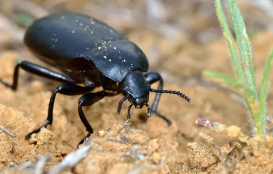 В селе Бейнеу нашествие жуков-чернотёлок