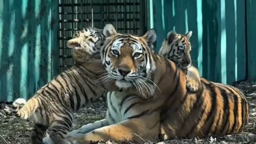 Три амурских тигренка родились в зоопарке Алматы